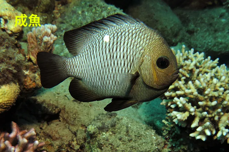 ミツボシクロスズメダイ 成魚