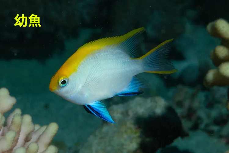 青黒くて地味な成魚より人気 クロスズメダイ