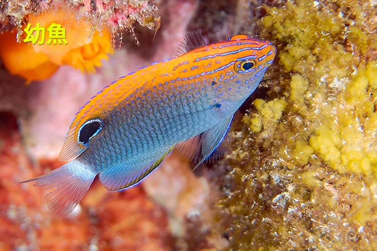 晩夏に見られる定番の季節来遊魚 メガネスズメダイ