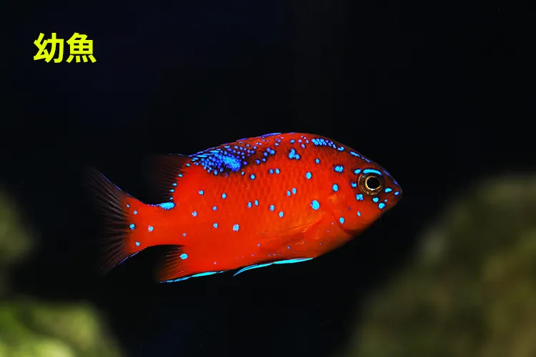 ガリバルディ 成魚