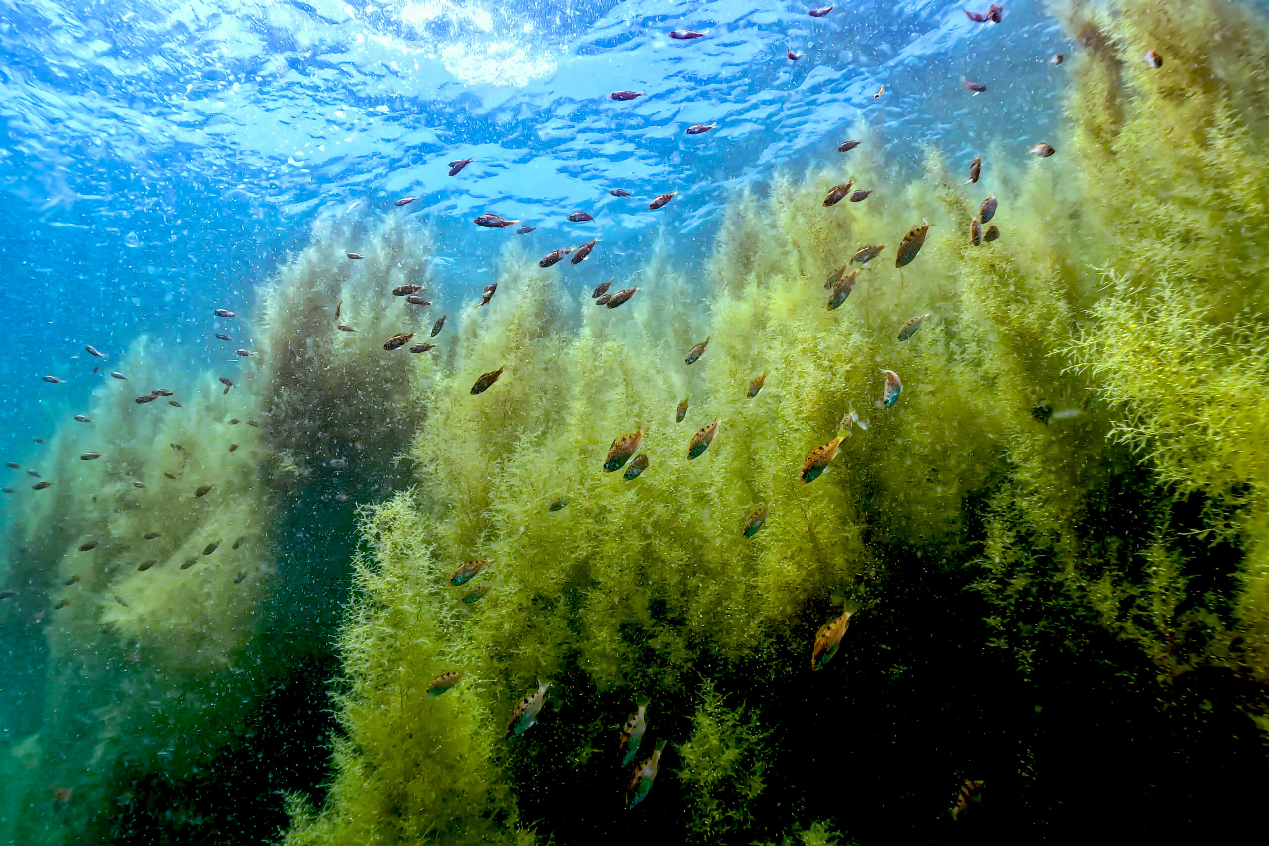 マメタワラの森で泳ぐメバルの幼魚（2026年5月24日 大瀬崎）