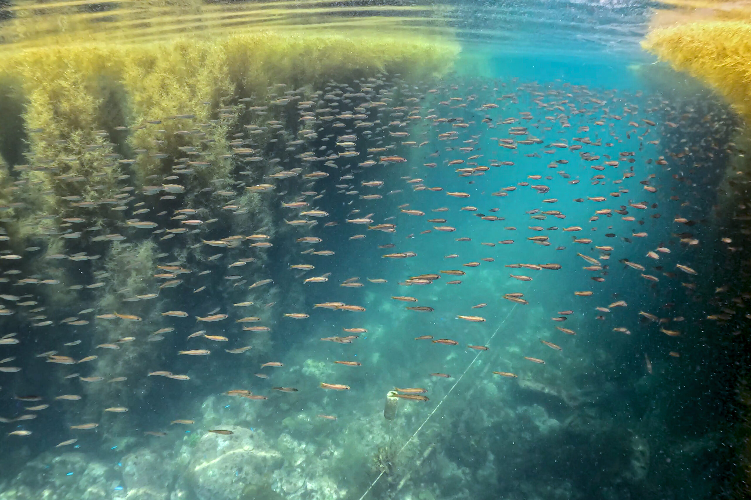 エントリー口（船着き場）付近に群れるムツの幼魚（2026年5月17日 平沢）