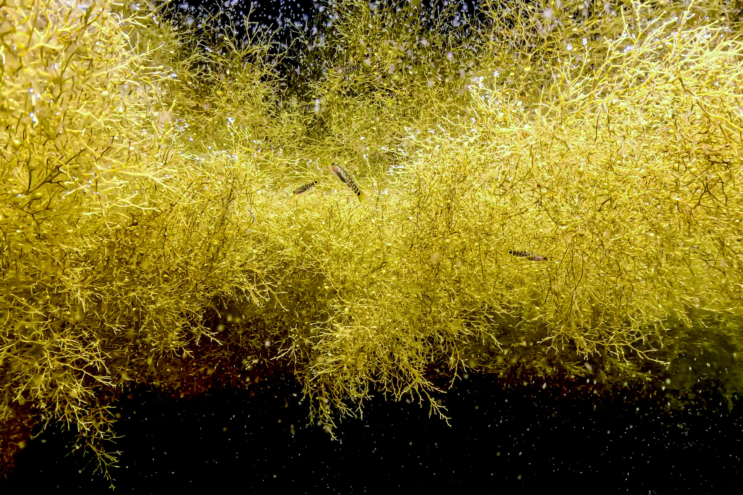 海藻の先端部分に集まるドロメの幼魚（2026年5月17日 平沢）