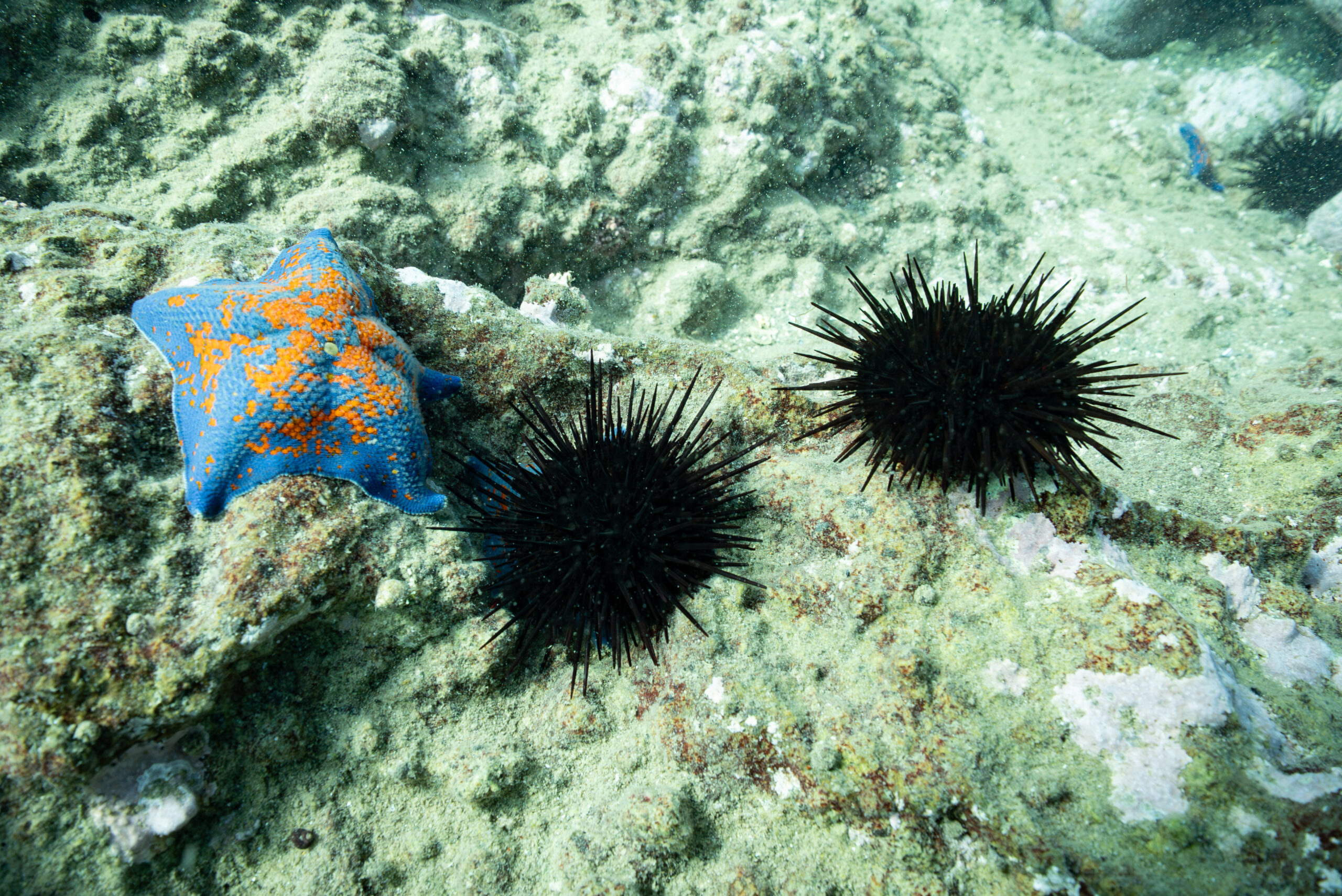 エゾムラサキウニとイトマキヒトデ（撮影：2025年9月3日 北海道・積丹町）