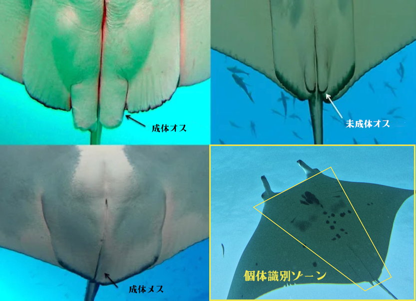 マンタの個体識別方法（MantaMatcherをもとに改変／尾﨑里佳子）