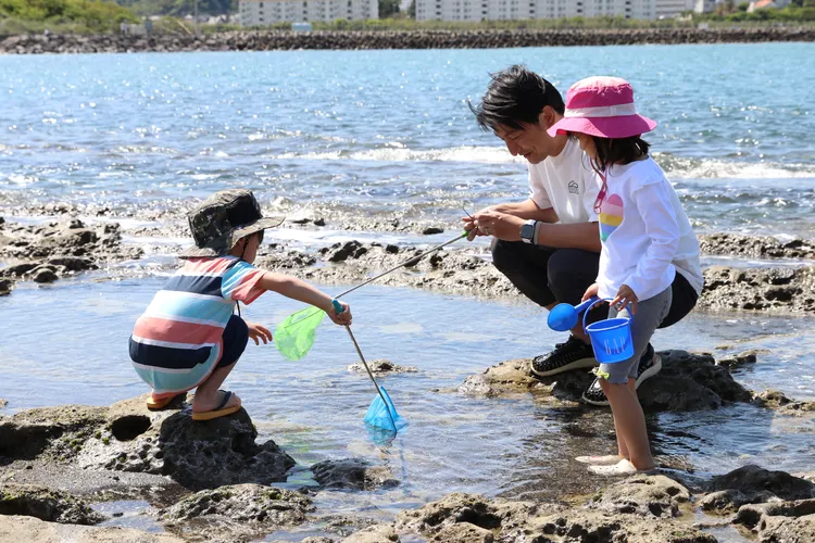磯遊び・シュノーケリングで会える海の生き物30選 ～見つけ方と安全に遊ぶコツ～