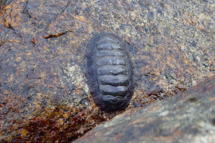 ヒザラガイの仲間