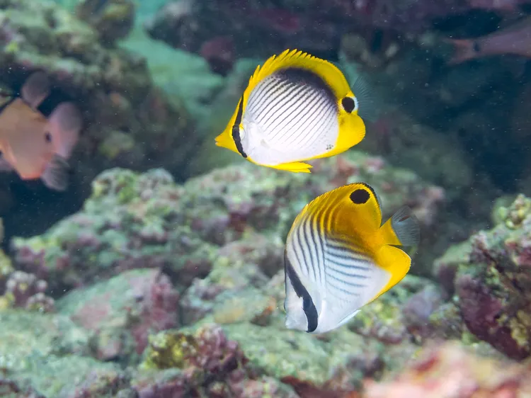 チョウチョウウオの仲間（幼魚）