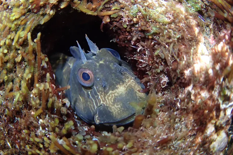 カエルウオ