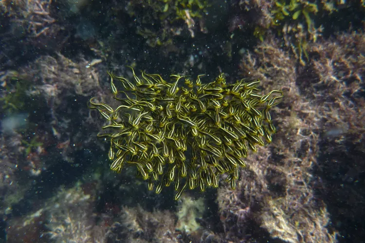 ゴンズイ（幼魚）