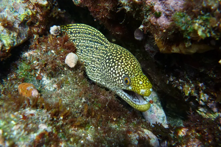 ウツボの仲間