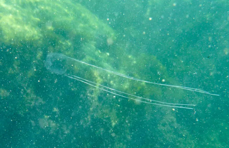アンドンクラゲ