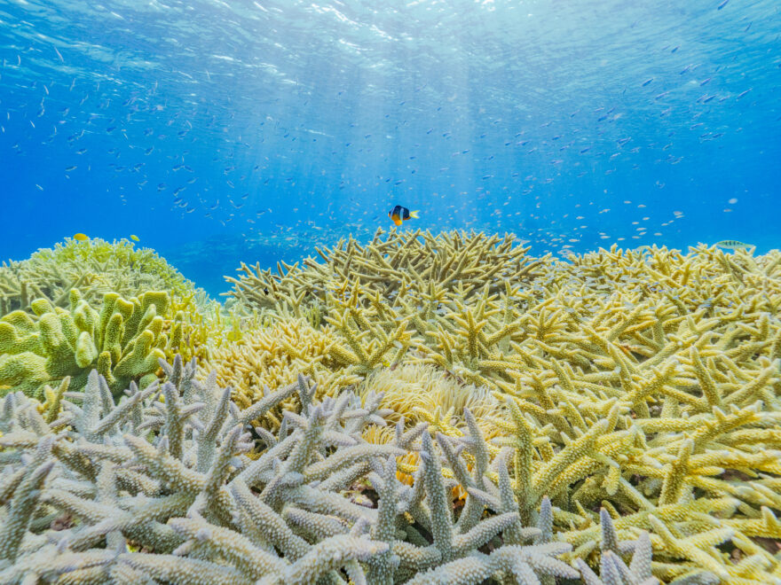 写真家・むらいさち写真展「自然光 Underwater w/ natural light.」　OM SYSTEM GALLERYにて7/30より開催