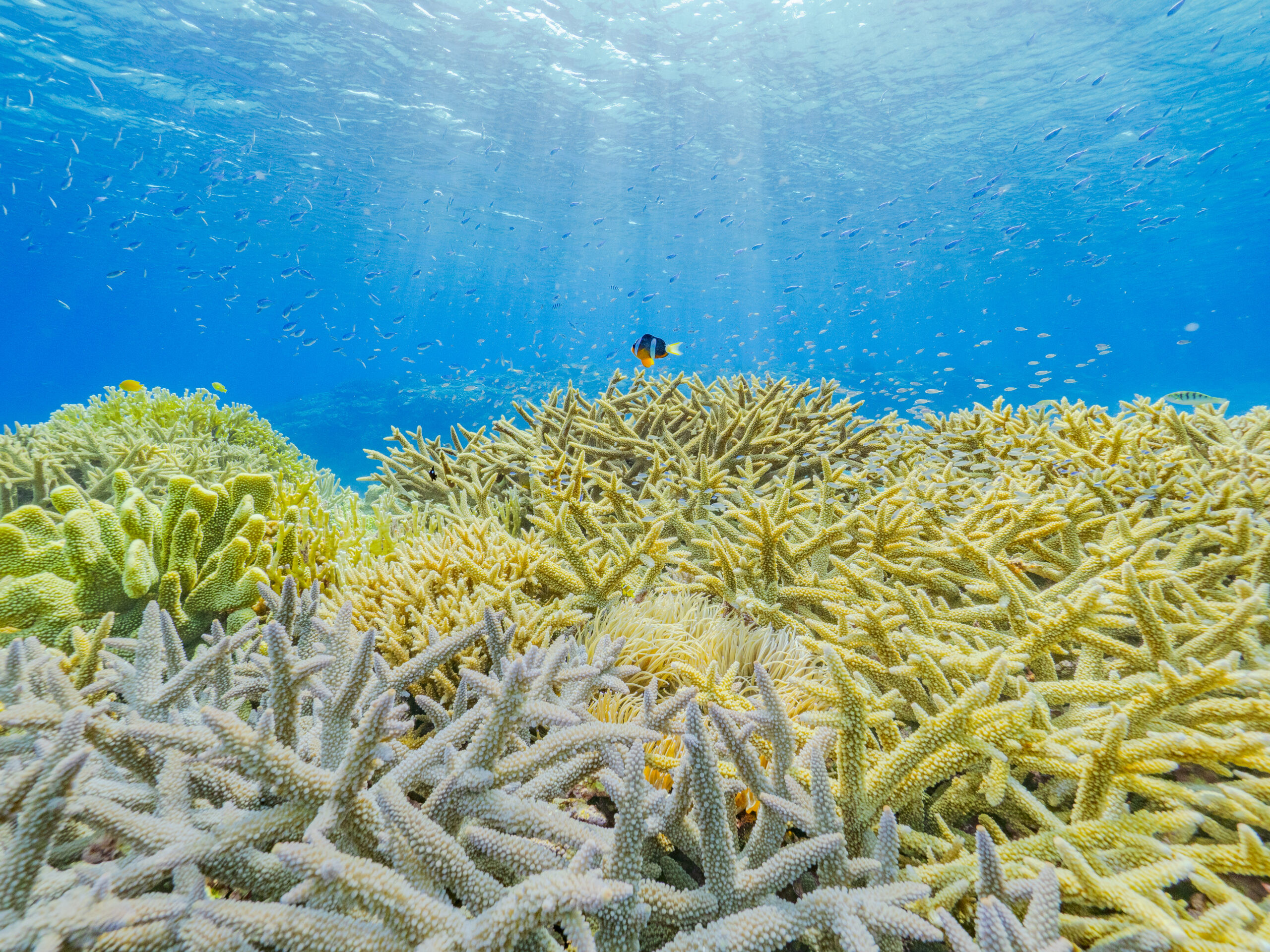 写真家・むらいさち写真展「自然光 Underwater w/ natural light.」　OM SYSTEM GALLERYにて7/30より開催