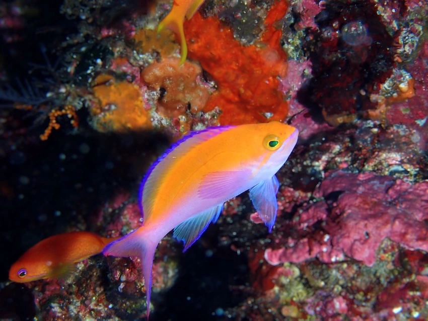 伊豆大島はマクロ生物も豊富！写真はフタイロハナゴイ(撮影／Diving Partner)