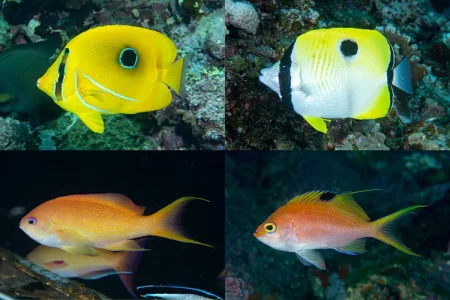 【プレゼントあり】ダイバーなら知っておきたい！「くらべてわかる海水魚」の見分け方