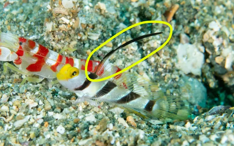 ヒレナガネジリンボウ