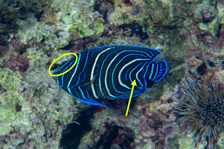 サザナミヤッコ(幼魚)