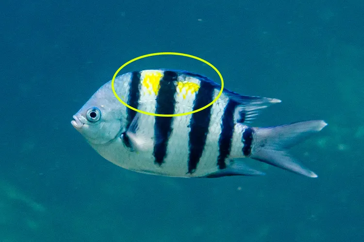オヤビッチャ