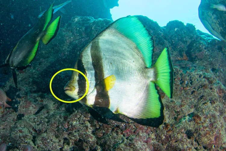 アカククリ