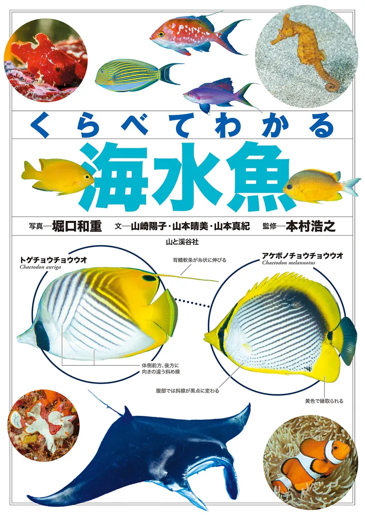 くらべてわかる海水魚