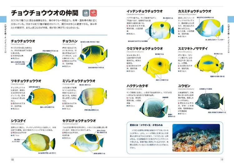 くらべてわかる海水魚