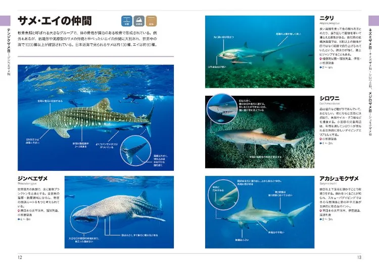 くらべてわかる海水魚