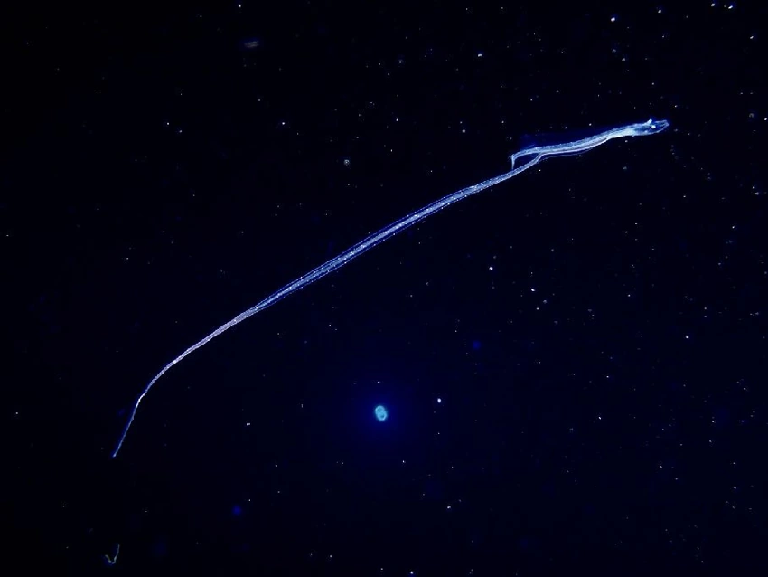 ホウキボシエソの稚魚（約20cm）。長く伸びた尾のように見えるのは、なんと腸。体外に長く伸ばすことで浮力を高める効果もあると推察される。暗闇を漂う姿は、もはや魚というより宇宙からやってきたエイリアンのよう