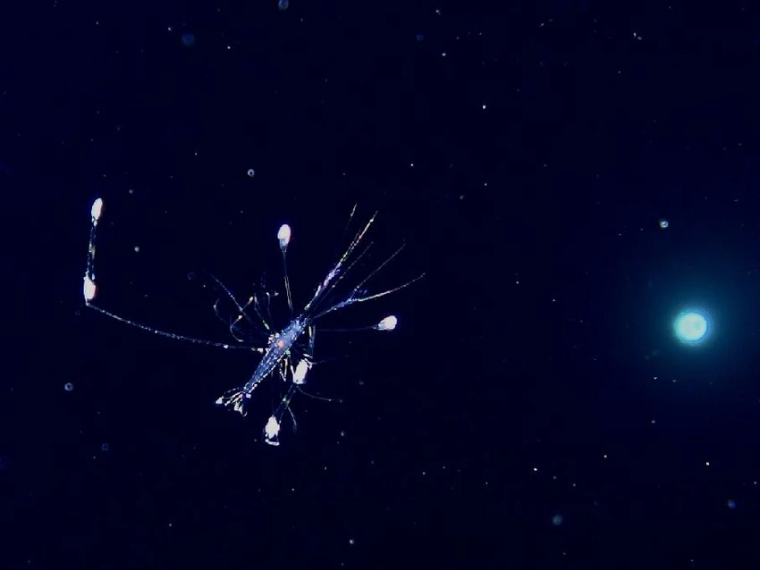 ヒゲナガモエビ属ゾエア幼生（約1cm）