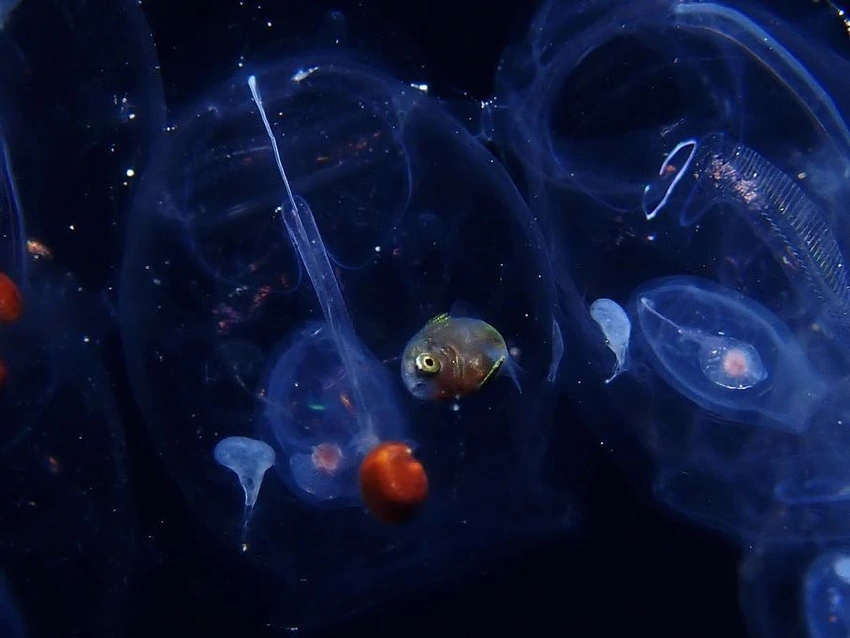 群れで漂うサルパの一つには、魚の幼魚が身を潜めていた。外敵から身を守るためにサルパを隠れ家にする幼魚や小さなタコも何度も見られた