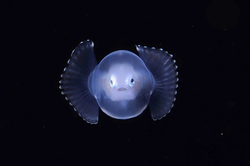 シダアンコウの稚魚。丸い膜に包まれているようで可愛らしい（写真／峯水亮）