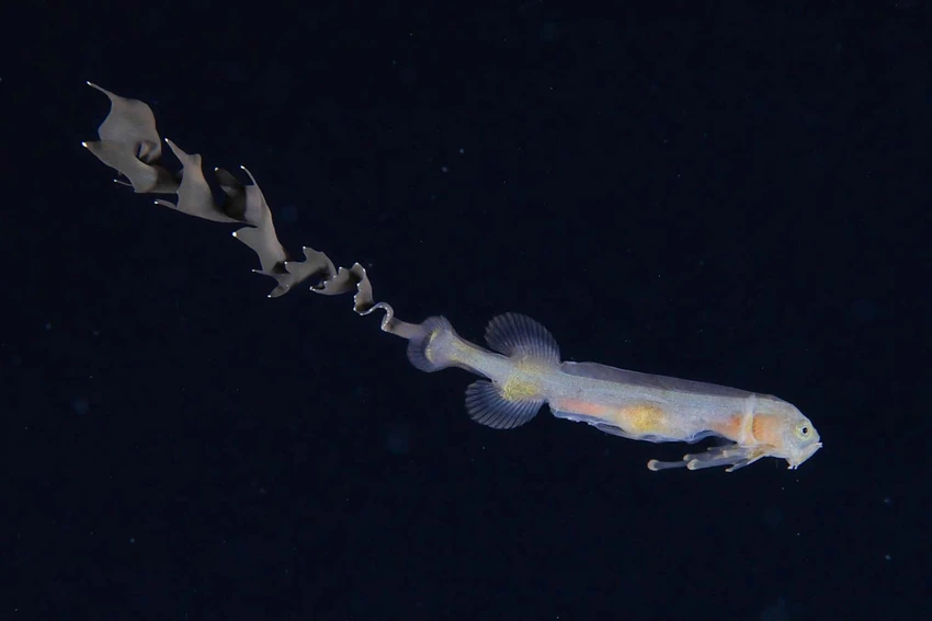 大変珍しいクジラウオの一種の稚魚（写真／峯水亮）
