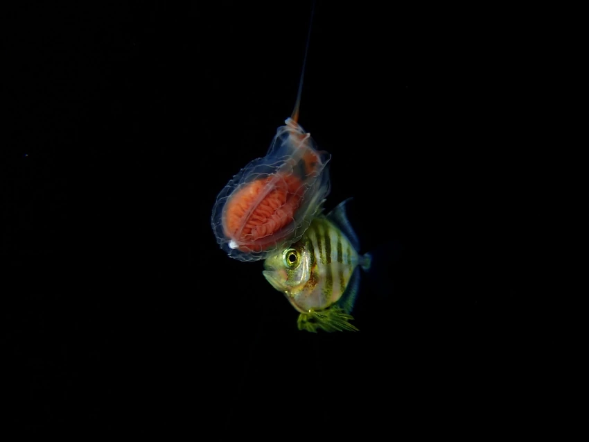 クコノミクラゲに寄り添うアジ科魚類の幼魚（写真／とっしー）