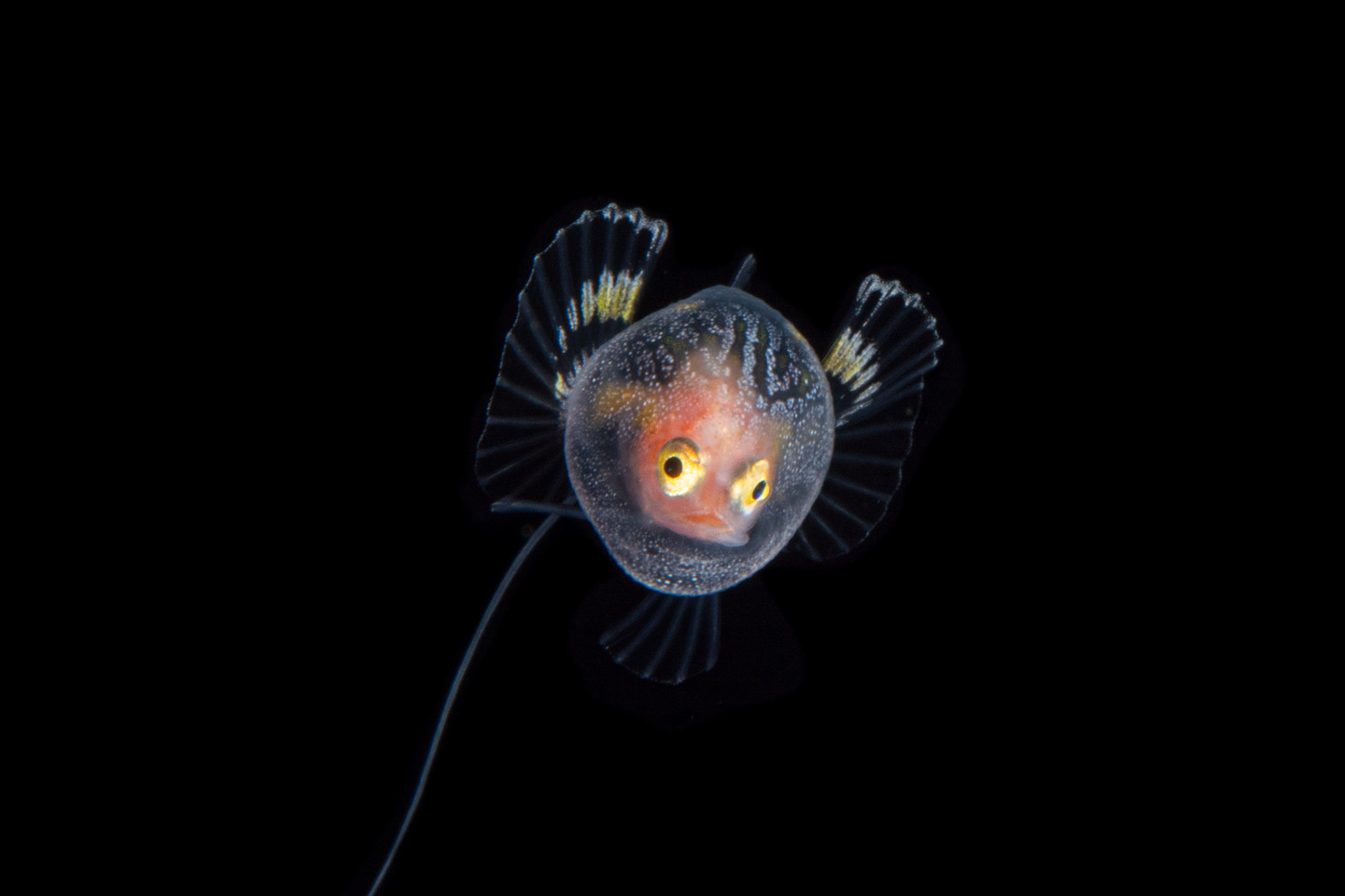 アカグツ科の一種の稚魚（写真／aiko　Instagram：@aiko_shamon）